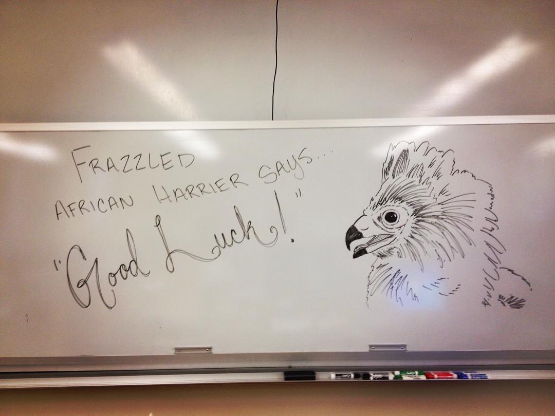 Image shows a close up of a white board with handwriting on the left and a drawing on the right. The writing says, in all caps, "frazzled African Harrier says 'Good luck!'" where 'good luck' is in cursive. The drawing is a simple sketch of an african harrier with it's crown feathers fluffed up  in agitation. Several dry erase markers sit on the metal bar under the white board and a pull cord hangs down from a second board above the drawing.